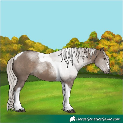 Horse Color:Silver Grullo Tobiano 