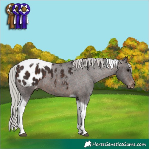 Horse Color:Silver Brown Tobiano Appaloosa 