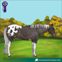 Horse Color:Silver Brown Tobiano Appaloosa