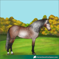 Horse Color:Gray Bay 