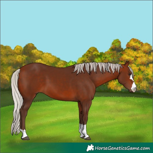 Horse Color:Silver Bay 