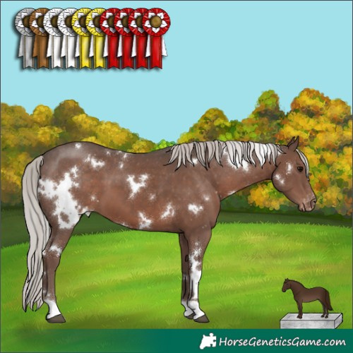Horse Color:White Spotted Silver Black Appaloosa 