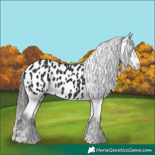 Horse Color:Black Appaloosa 