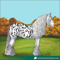 Horse Color:Black Appaloosa 