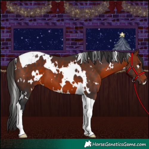 Horse Color:White Spotted Brown Tobiano 