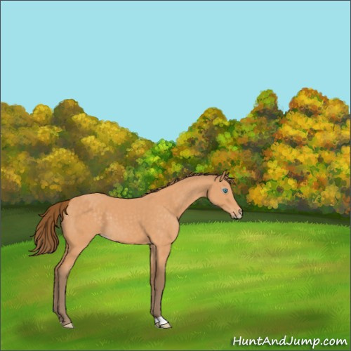 Horse Color:Gray Perlino 