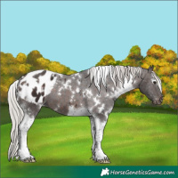 Horse Color:White Spotted Silver Brown Tobiano Appaloosa 
