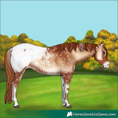 Horse Color:Red Onyx Appaloosa 