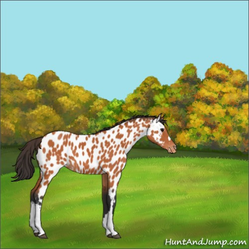 Horse Color:Bay Appaloosa 