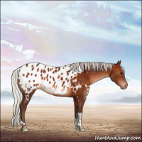 Horse Color:White Spotted Silver Brown Tobiano Near Leopard Rabicano 
