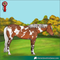 Horse Color:White Spotted Silver Brown 
