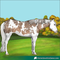 Horse Color:White Spotted Silver Brown Dun Splash Appaloosa 