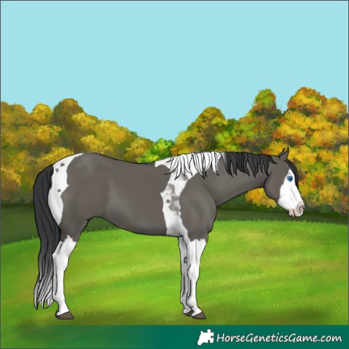 Horse Color:Grullo Splash Tobiano