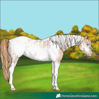 Horse Color:Chocolate Palomino Pearl Tobiano Frame  and Buckskin Pearl Tobiano Frame 