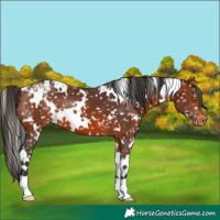 Horse Color:White Spotted Bay Snowflake Varnish