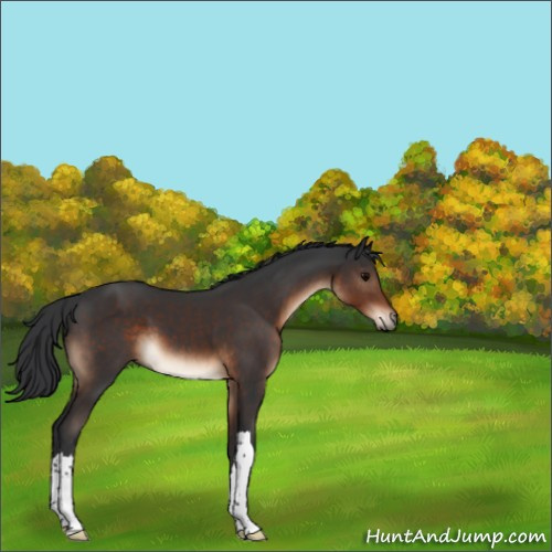 Horse Color:Brown 
