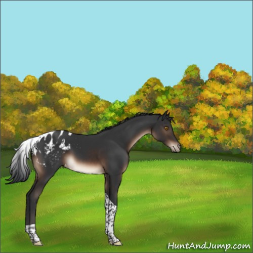 Horse Color:Brown Tobiano Appaloosa 