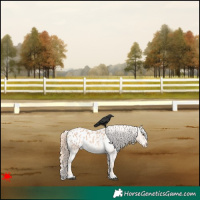 Horse Color:Red Roan Appaloosa