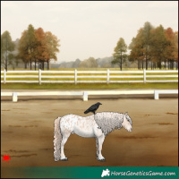 Horse Color:Red Roan Appaloosa