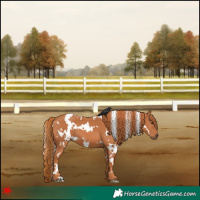 Horse Color:White Spotted Chestnut