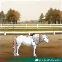 Horse Color:White Spotted Red Dun Sabino Splash 