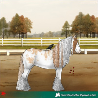 Horse Color:White Spotted Red Dun Splash 