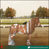 Horse Color:White Spotted Chestnut 