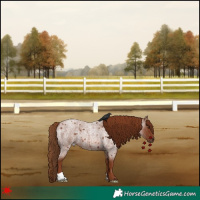 Horse Color:Red Roan 