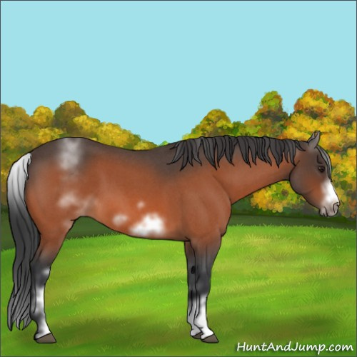 Horse Color:White Spotted Brown Roan Frame