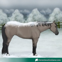 Horse Color:Grullo 