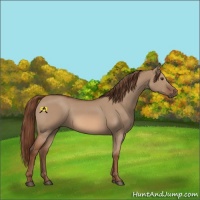 Horse Color:Red Dun