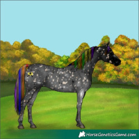 Horse Color:Void Painted Red Dun Leopard 