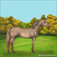 Horse Color:Red Dun 