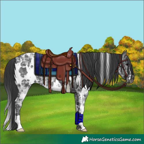 Horse Color:White Spotted Black Ice 
