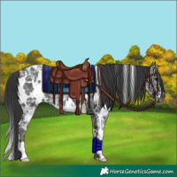 Horse Color:White Spotted Black Ice