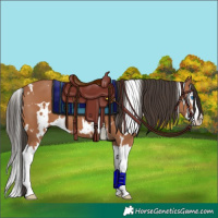 Horse Color:White Spotted Bay Splash