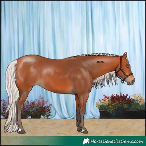 Horse Color:Silver Bay Rabicano