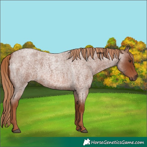 Horse Color:Red Roan 