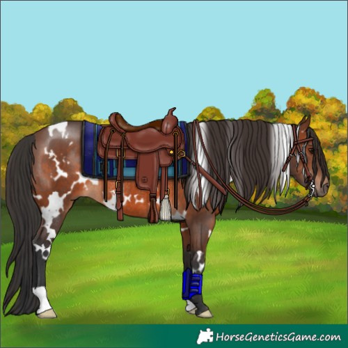 Horse Color:White Spotted Brown Rabicano