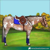 Horse Color:White Spotted Bay Ice Rabicano
