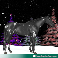 Horse Color:White Spotted Black Rabicano 
