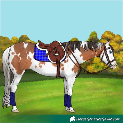 Horse Color:White Spotted Bay Splash Rabicano