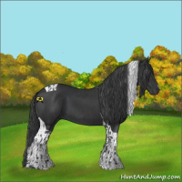 Horse Color:Black  and Black Tobiano 