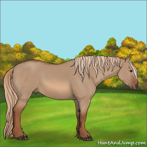 Horse Color:Red Dun 