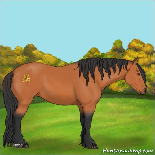 Horse Color:Bay 