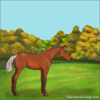 Horse Color:Silver Bay 