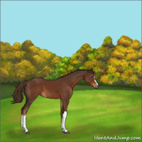 Horse Color:Gray Chestnut 