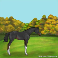 Horse Color:Gray Liver Chestnut 