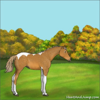 Horse Color:Gray Palomino Tobiano 