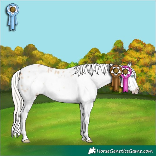 Horse Color:White Spotted Silver Bay Dun Sabino Frame Appaloosa 